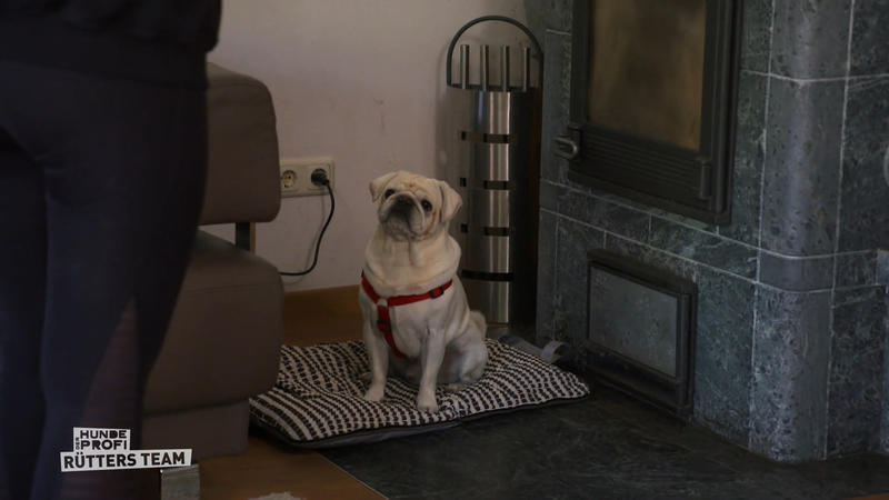 Mops James wird zum Musterschüler – dank Trainerin Steffi