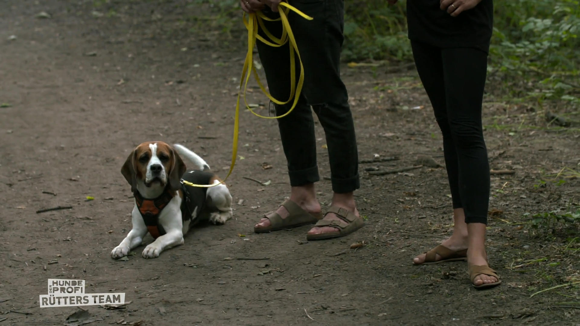 Beagle Kuno lernt: Ein Pfiff, ein Kommando – und zurück zum Menschen