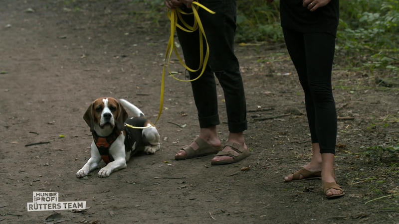 Beagle Kuno lernt: Ein Pfiff, ein Kommando – und zurück zum Menschen