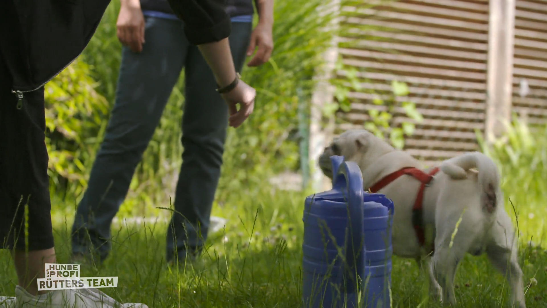 Mops James und seine Frauchen: Training, das allen Spaß macht