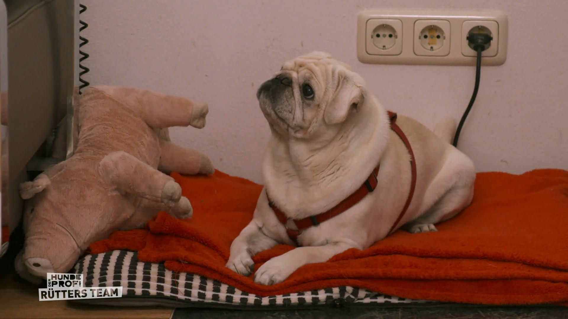 Mops James im Finaltest: Tierfilm an – Ausraster aus?