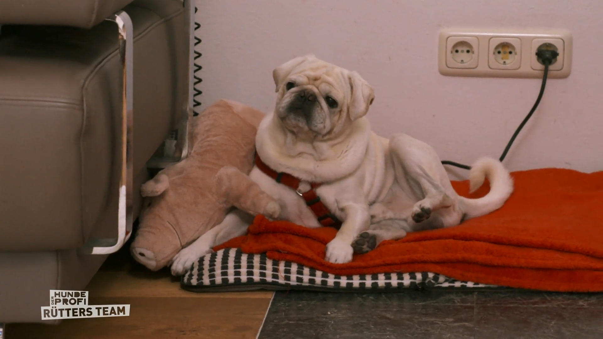 Mops James hält sich zurück – Training zahlt sich aus