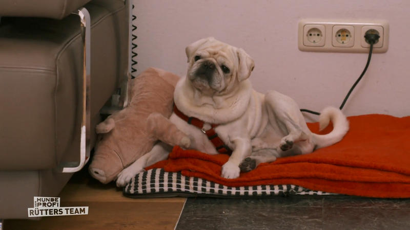 Mops James hält sich zurück – Training zahlt sich aus