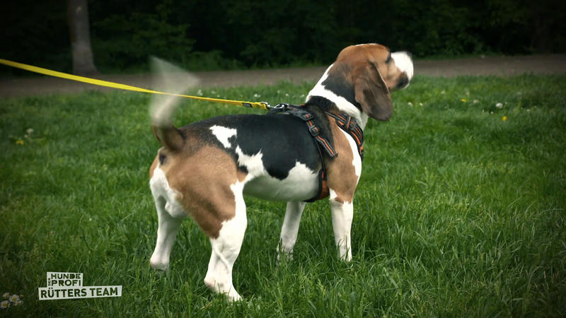 Abschiedsbesuch bei Beagle Kuno: Alltagstest auf der Hundewiese