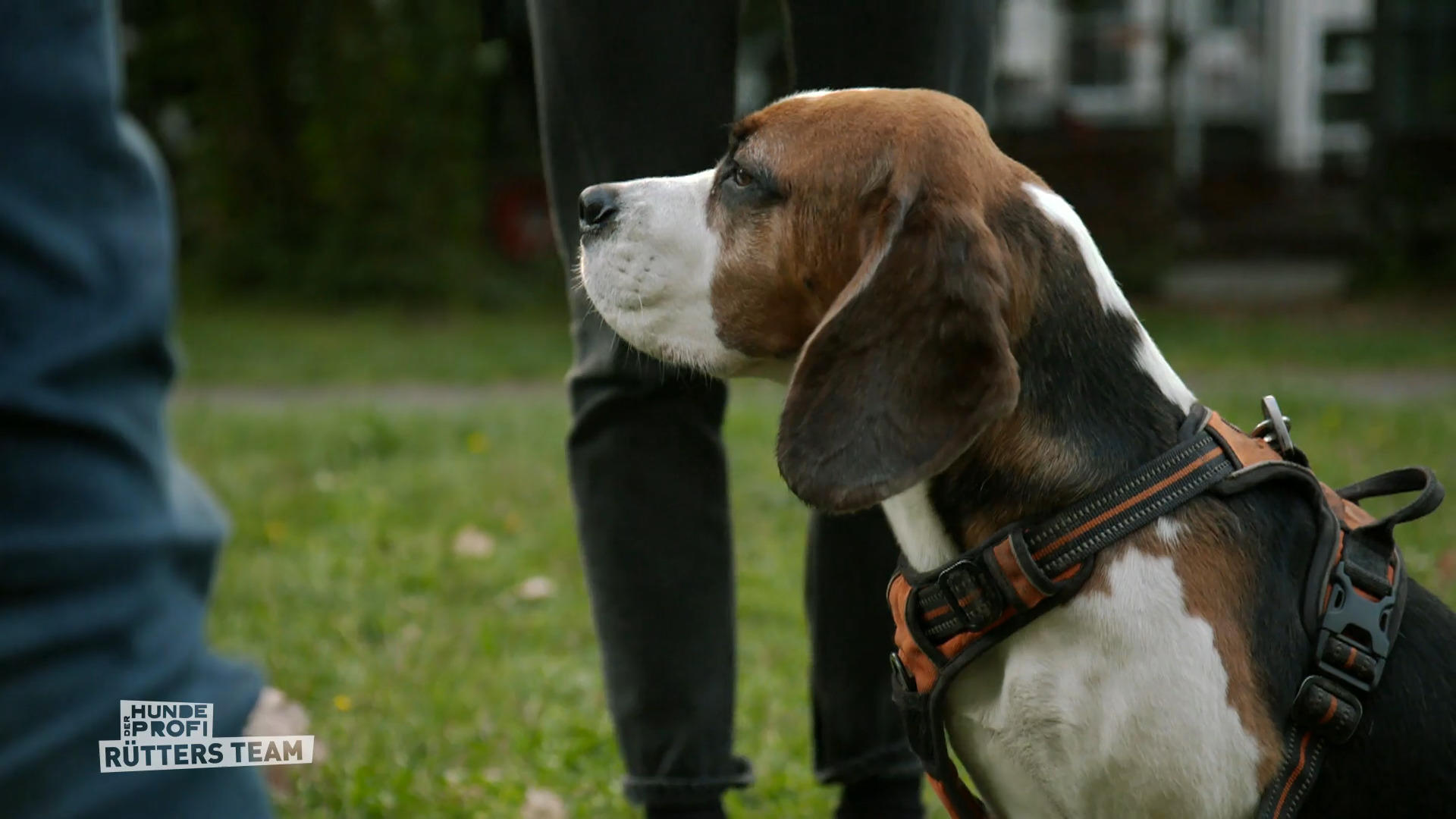 Vom Chaoskopf zum Vorzeige-Beagle