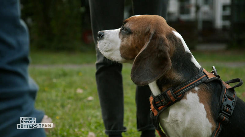 Vom Chaoskopf zum Vorzeige-Beagle