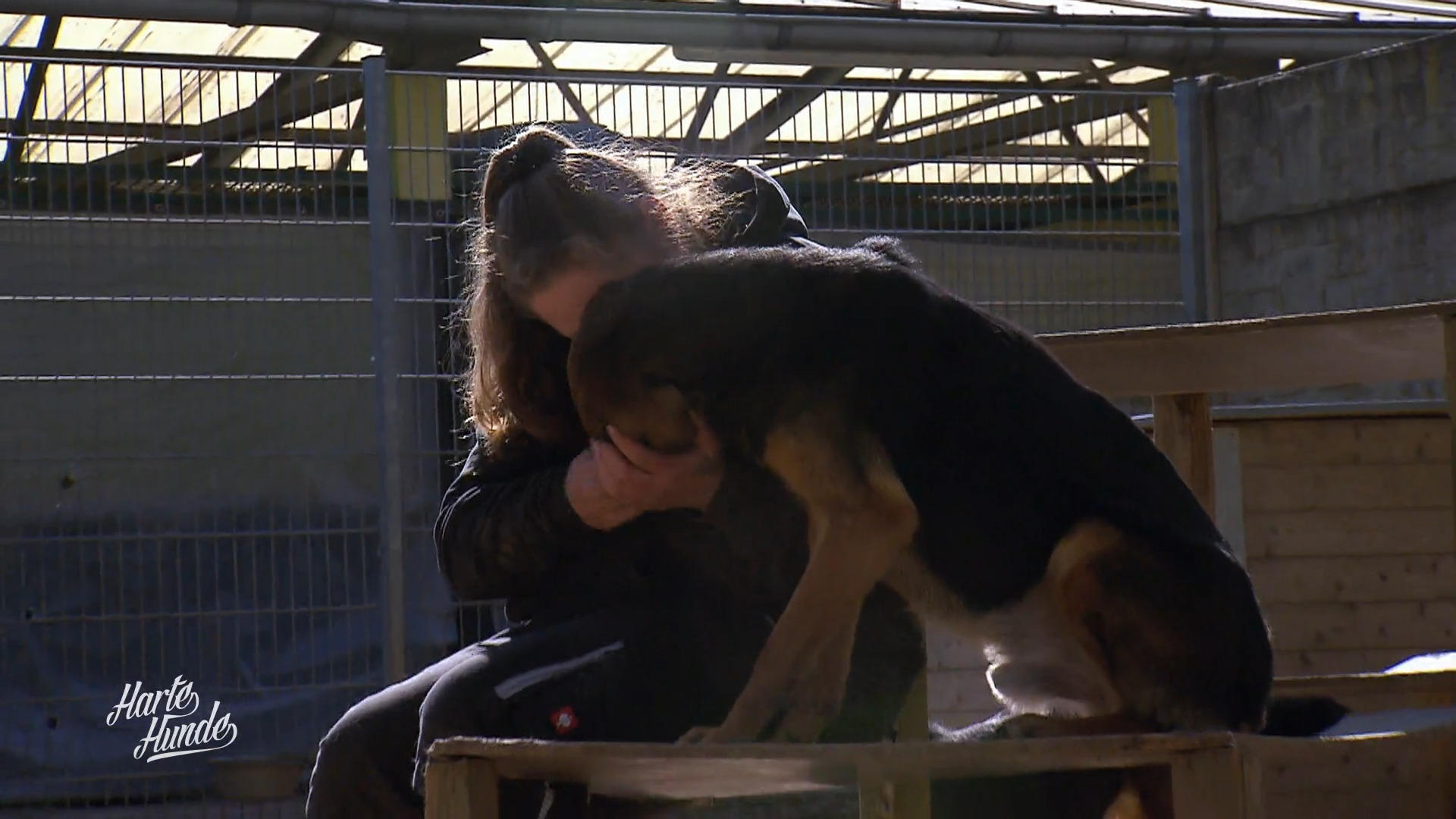 Hundeheim Heinsberg kämpft für vergessene Vierbeiner