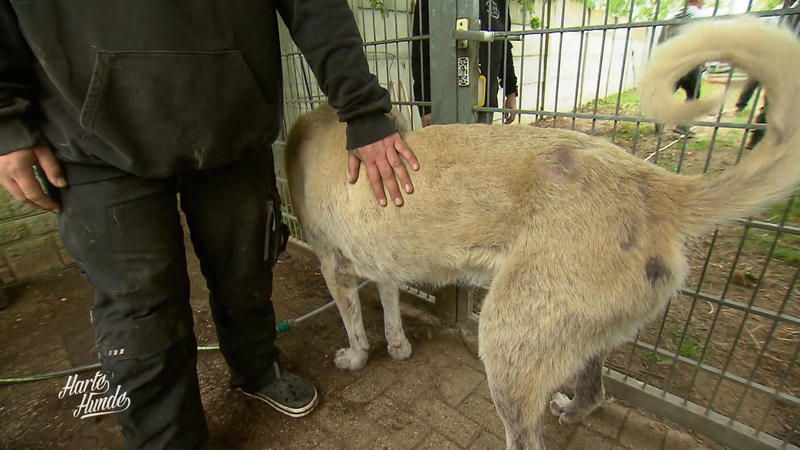Team mit derben Sprüchen, Hund mit zarter Haut: Heinsberg in Bewegung