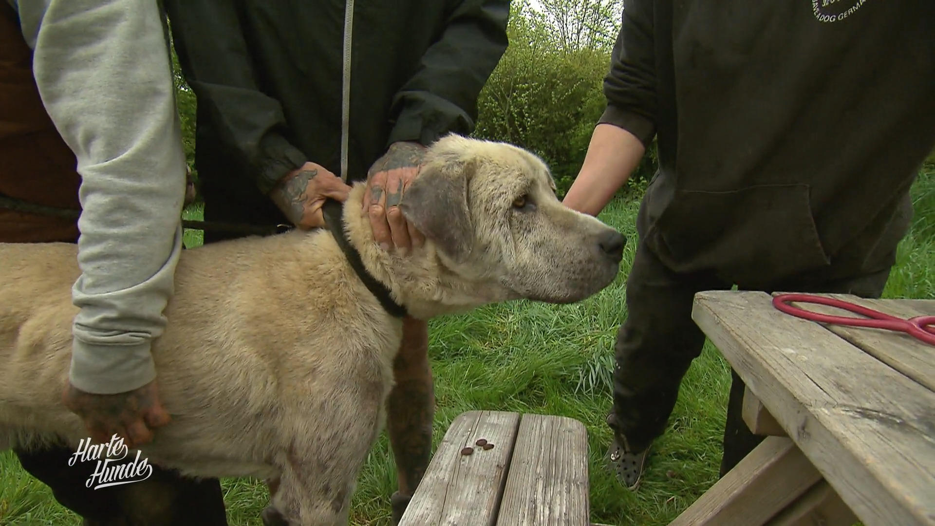 Auslauf im Endspurt, Diagnose offen: Sorge um Kangal Pascha