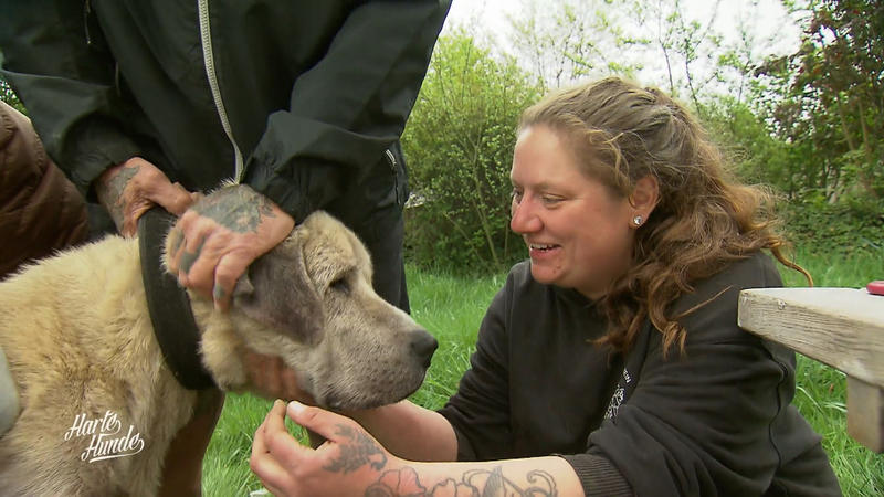 Kangal Pascha beim Tierarzt: Hält er still fürs Blutbild?
