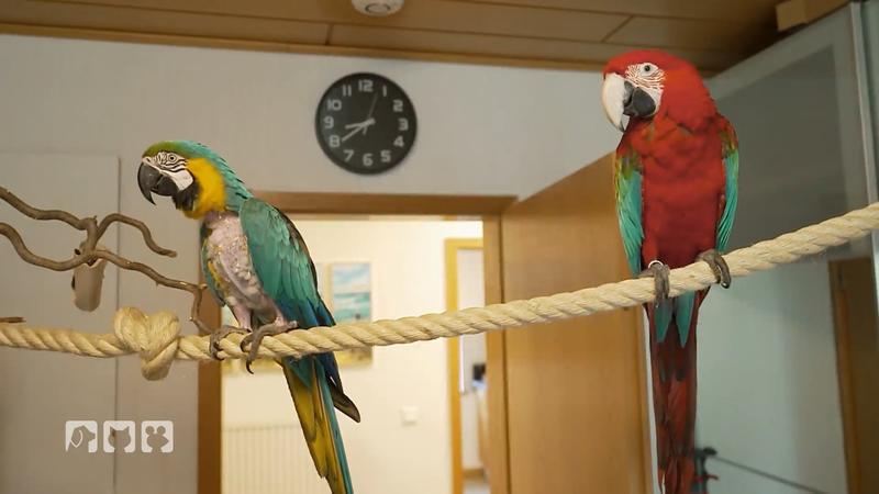 Vier Papageien sorgen für jede Menge Action