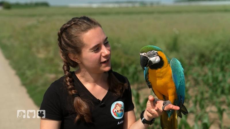 Die Aras dürfen frei fliegen