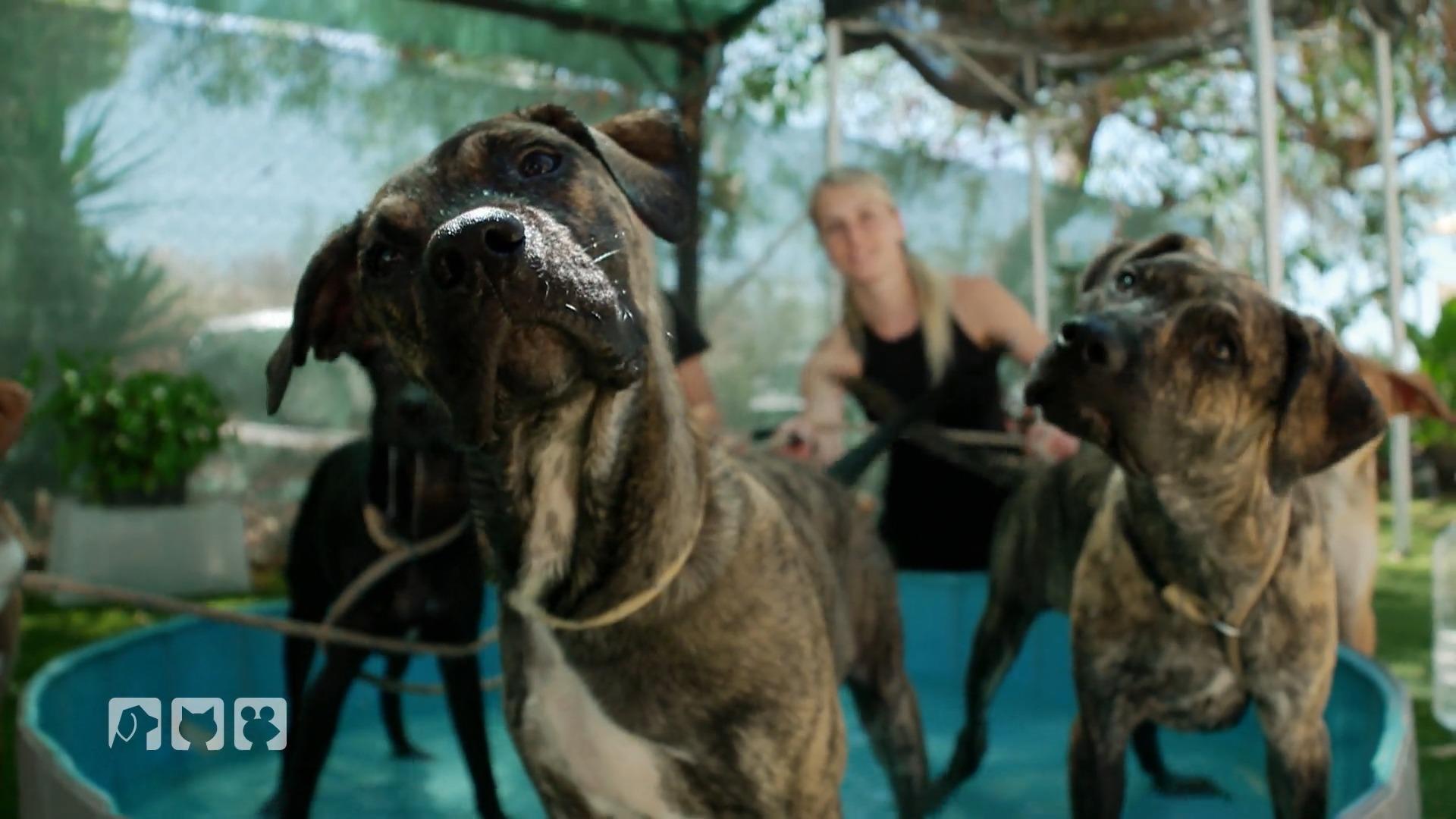 Hunderte Tiere kämpfen im „Triple A“ ums Überleben