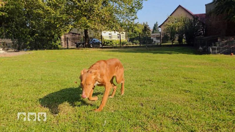 Foxi blüht in Eisenhüttenstadt auf