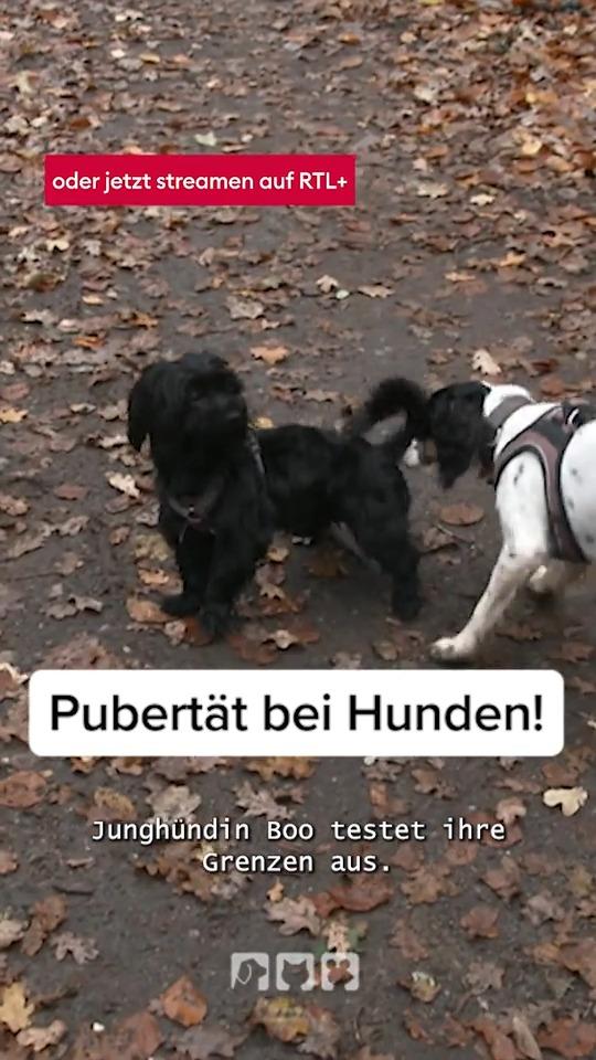 Pubertät bei Hunden