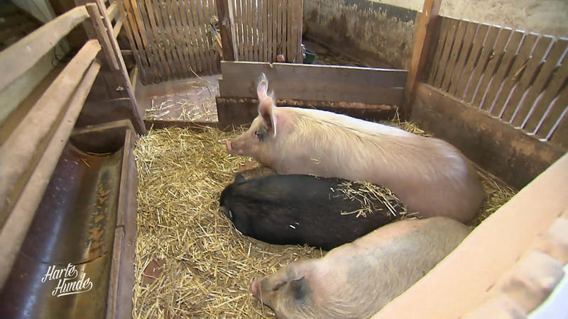 Neues Gehege für die Schweine