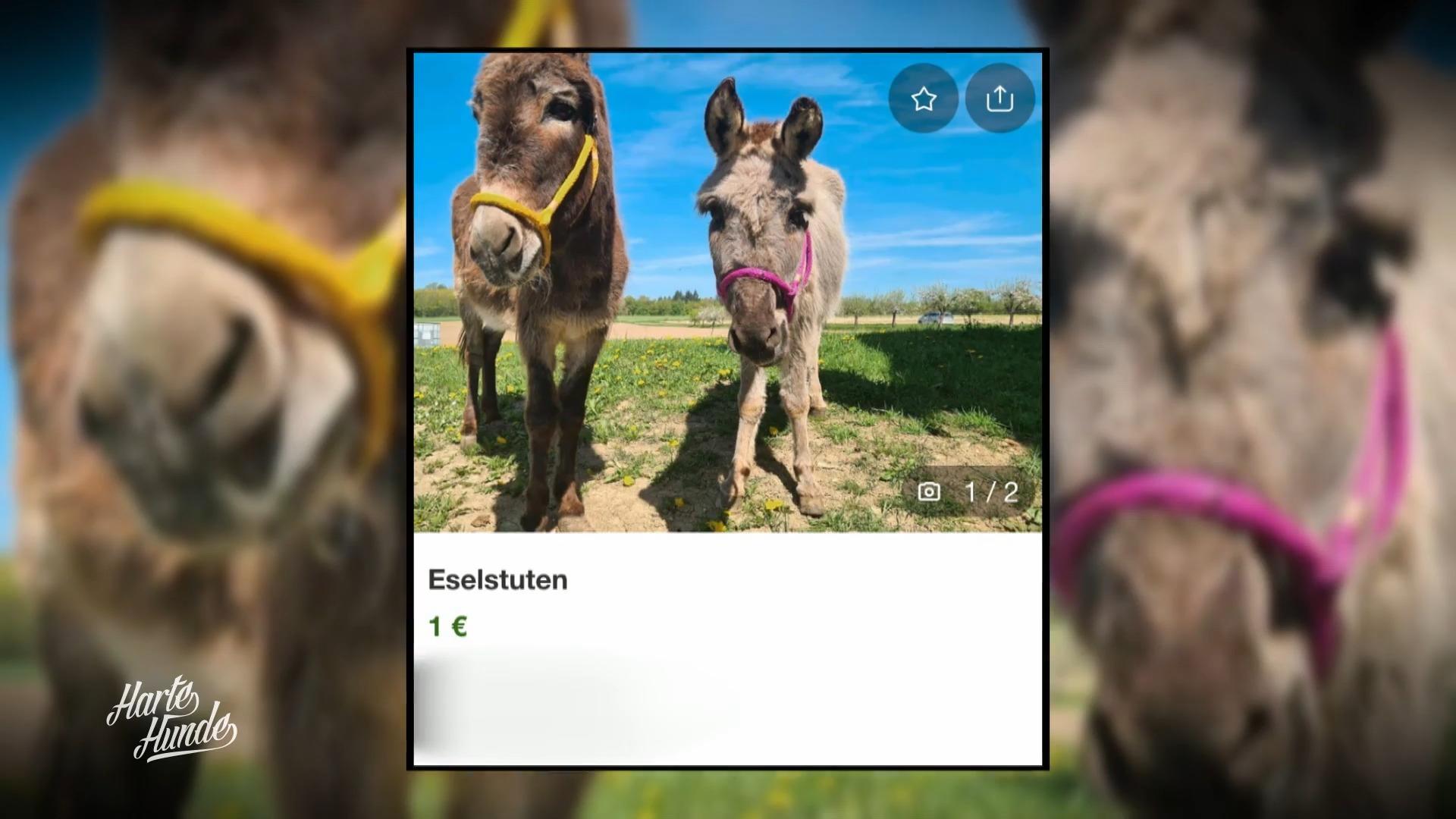 Freigekauft für 1 Euro