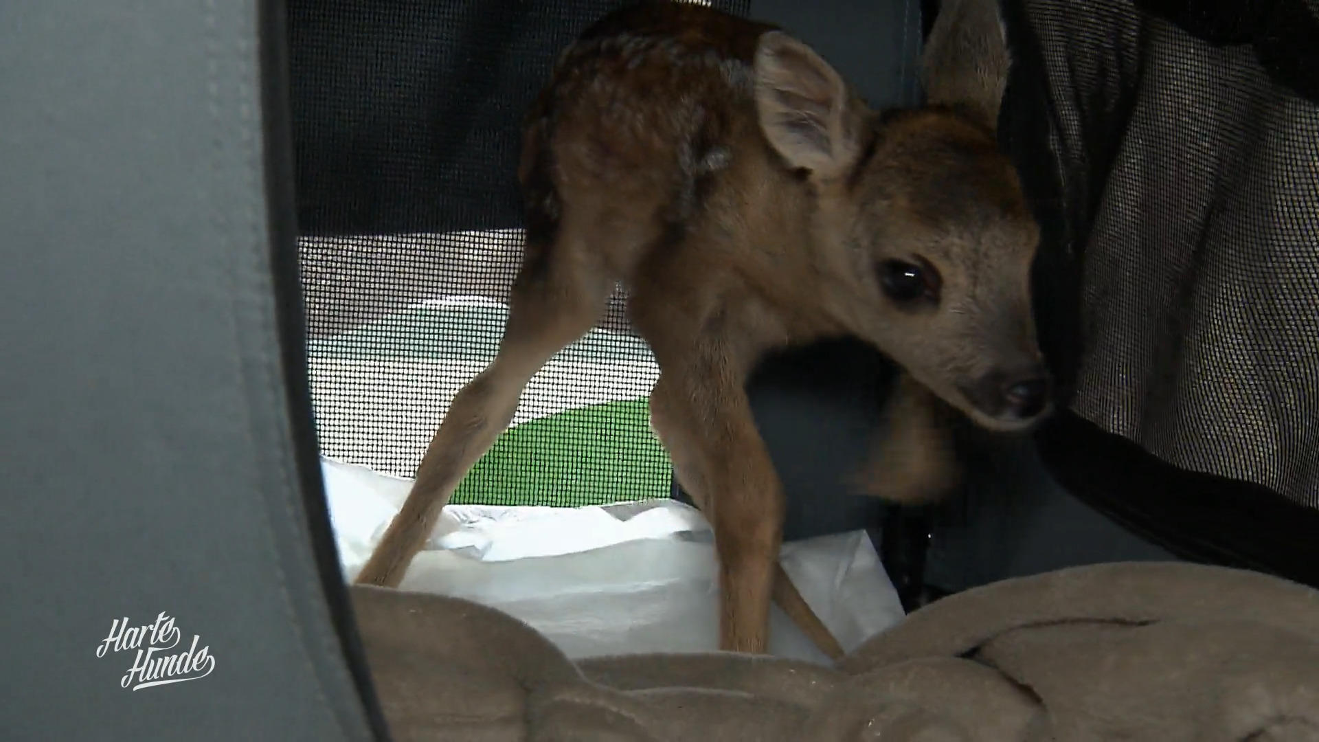 Rettung auf wackligen Beinen
