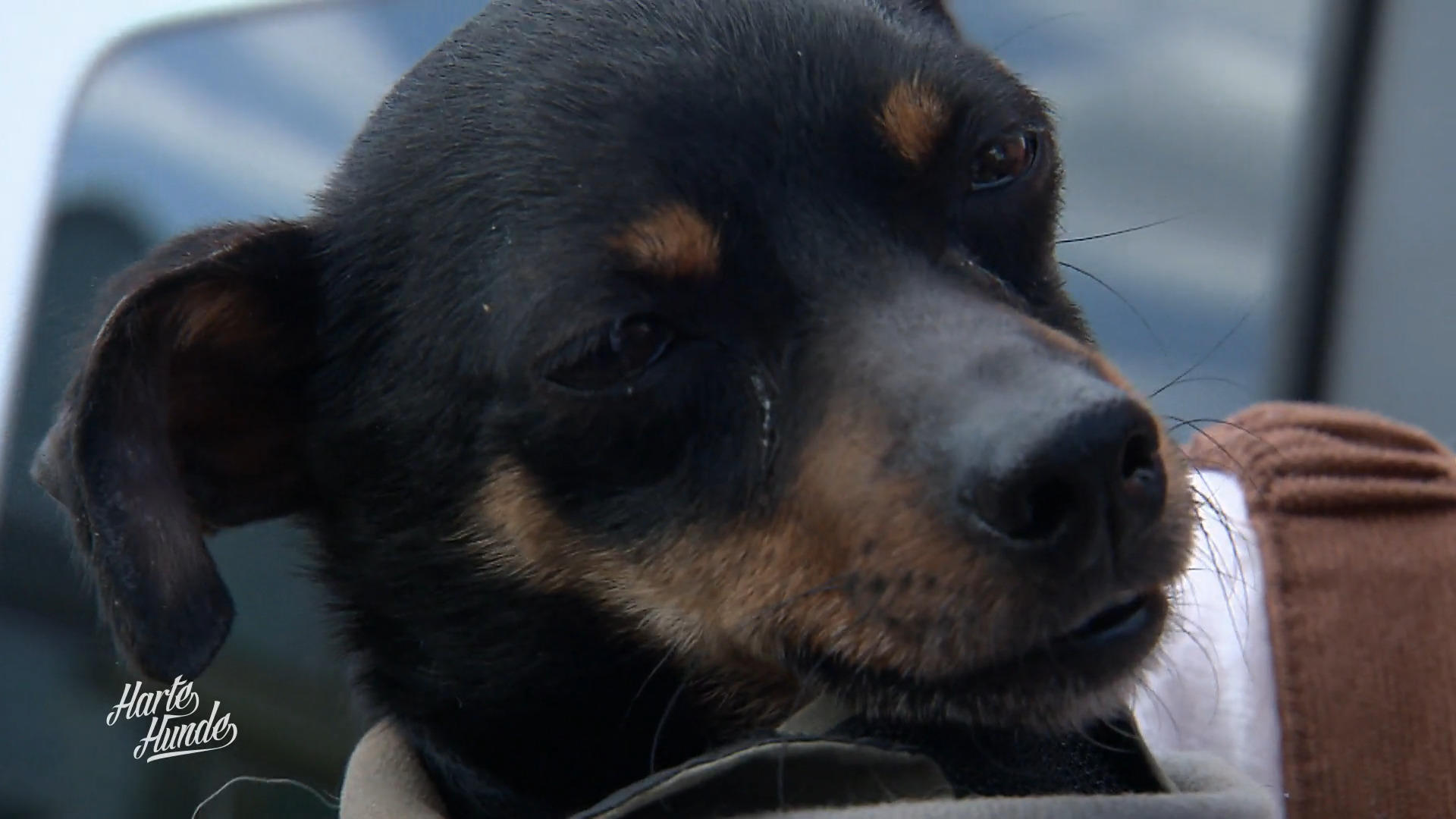 Hugo muss zum Gesundheitscheck