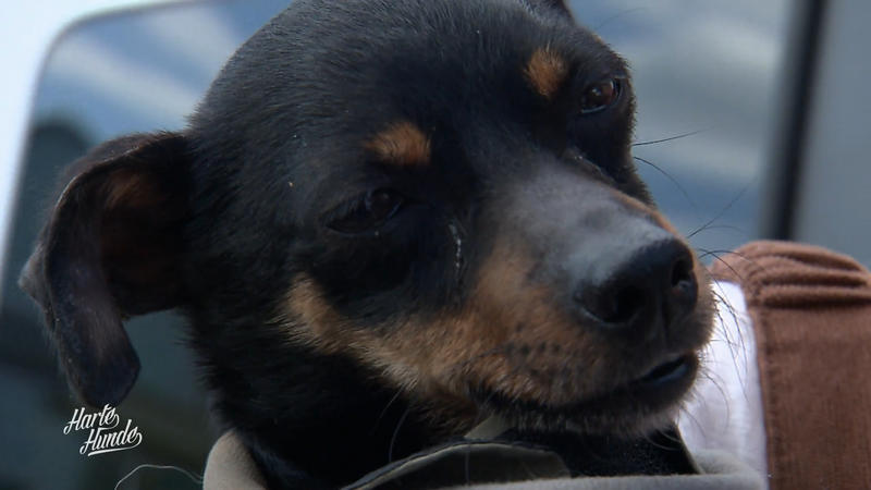 Hugo muss zum Gesundheitscheck