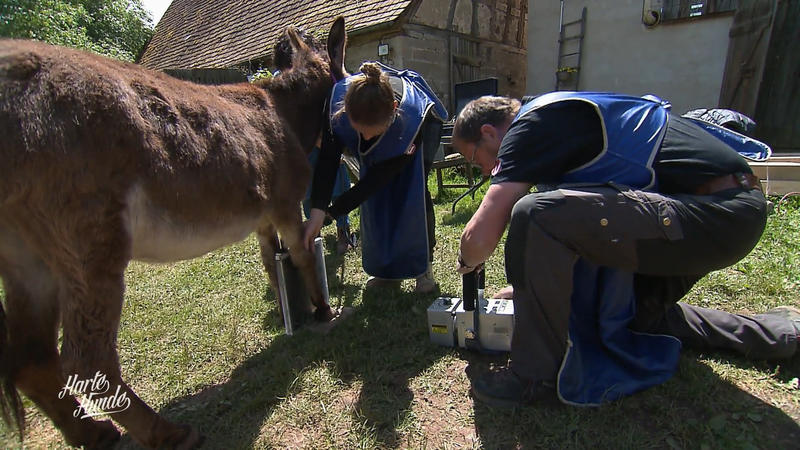 Was die Hufe verraten