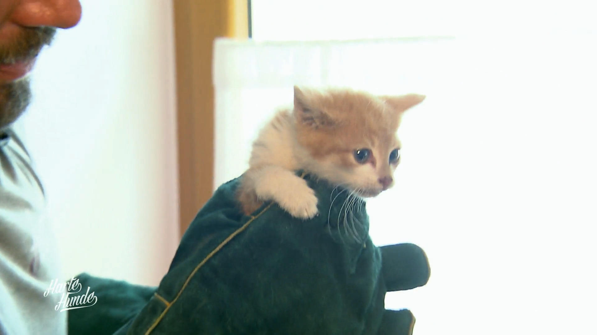Medizinischer Check bei den Katzen