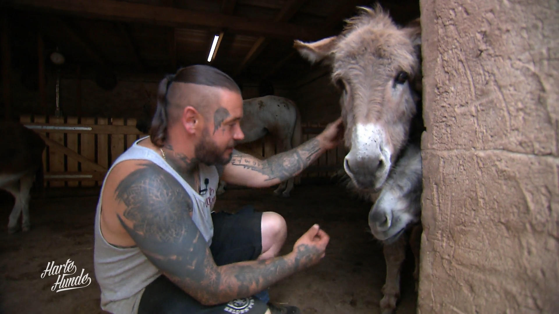 Felix und Steve machen den Eselführerschein