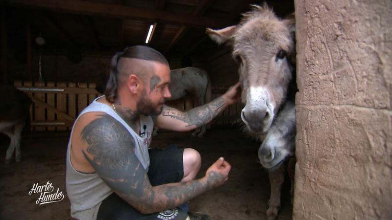 Felix und Steve machen den Eselführerschein