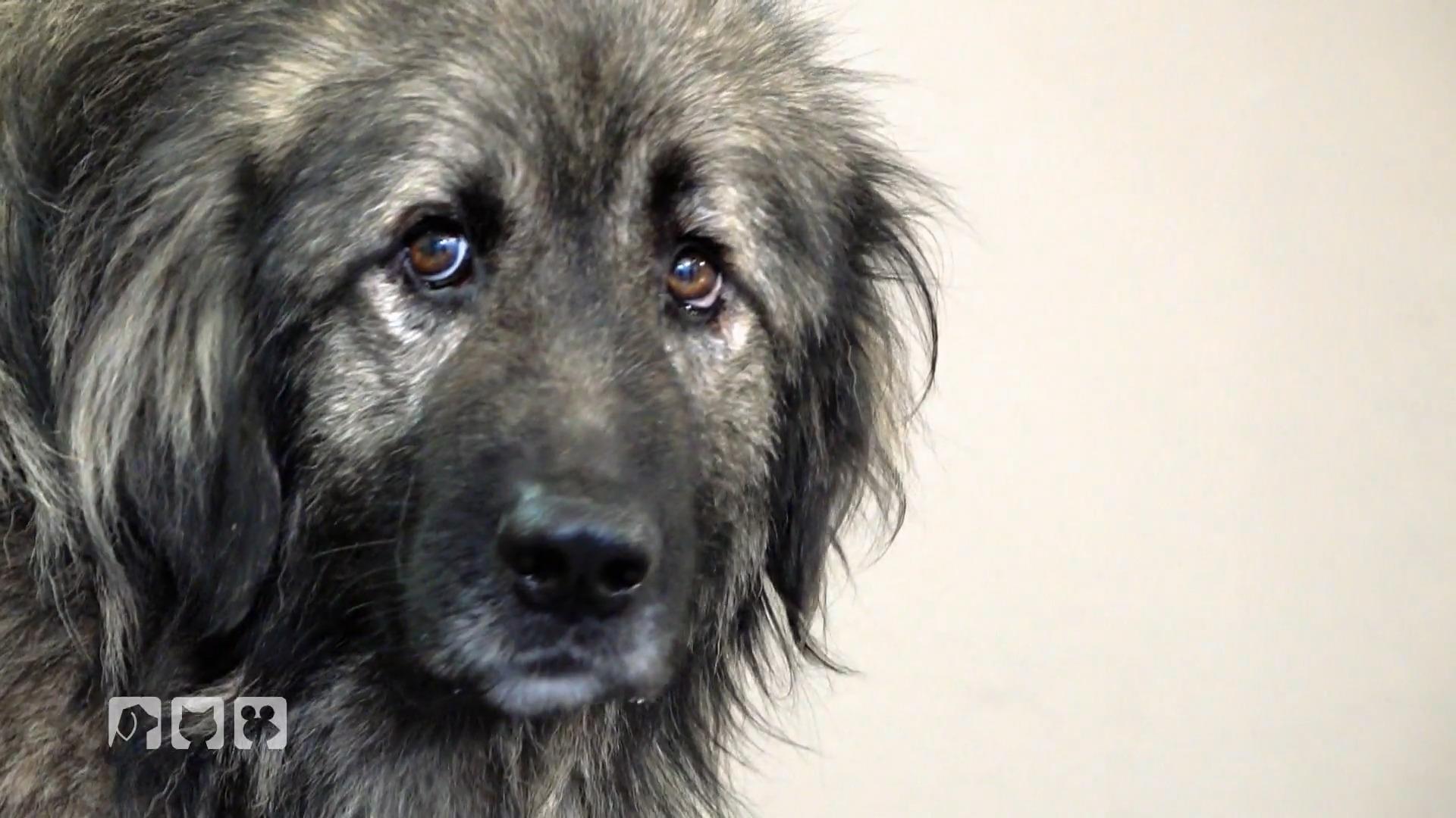 Gino braucht ein Makeover