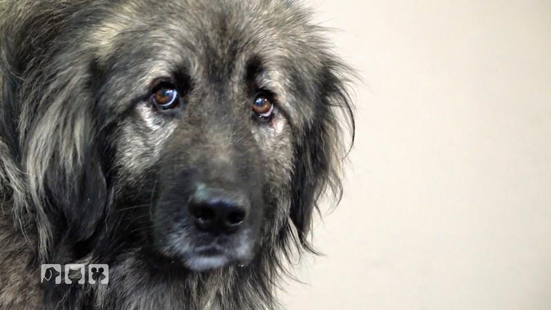 Gino braucht ein Makeover