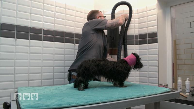 Hochglanz für Havaneser Alec