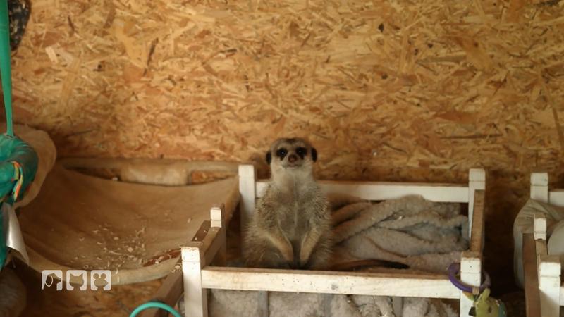 Bea baut ihren Erdmännchen ein neues Gehege