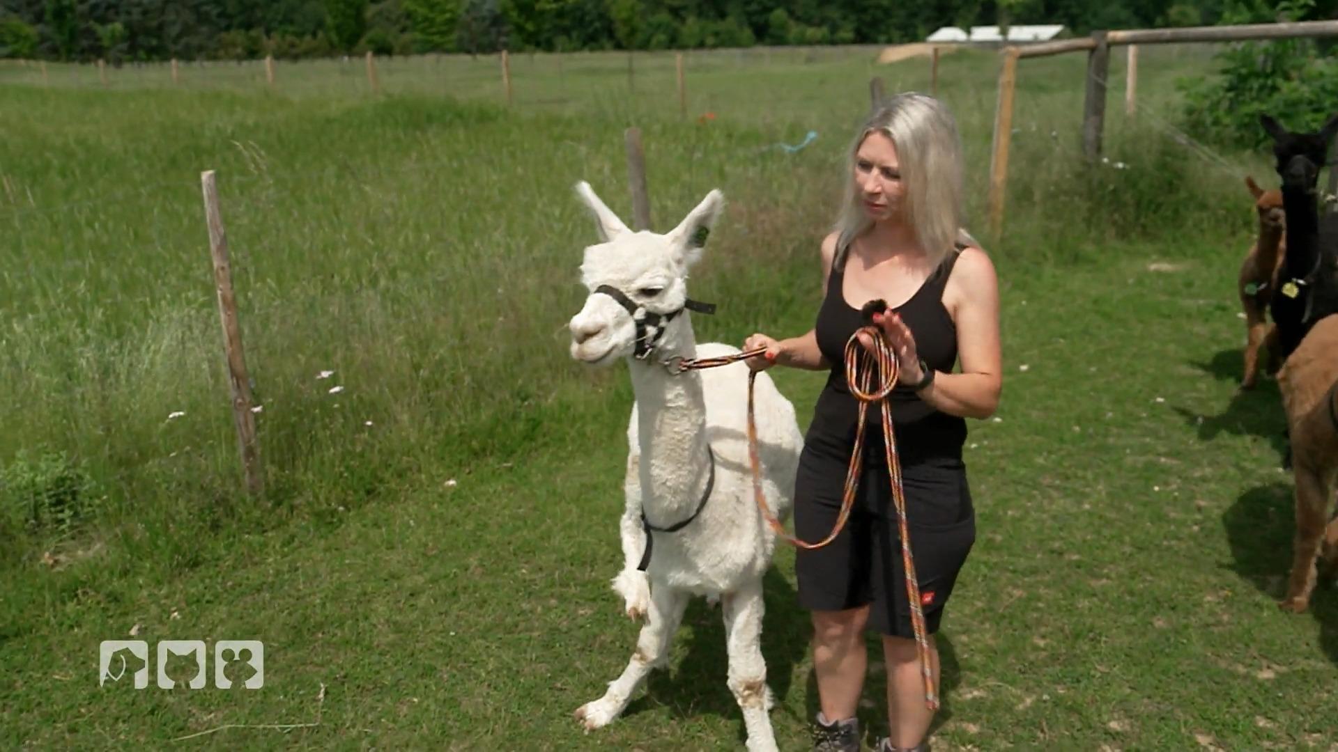 Wer führt hier wen?