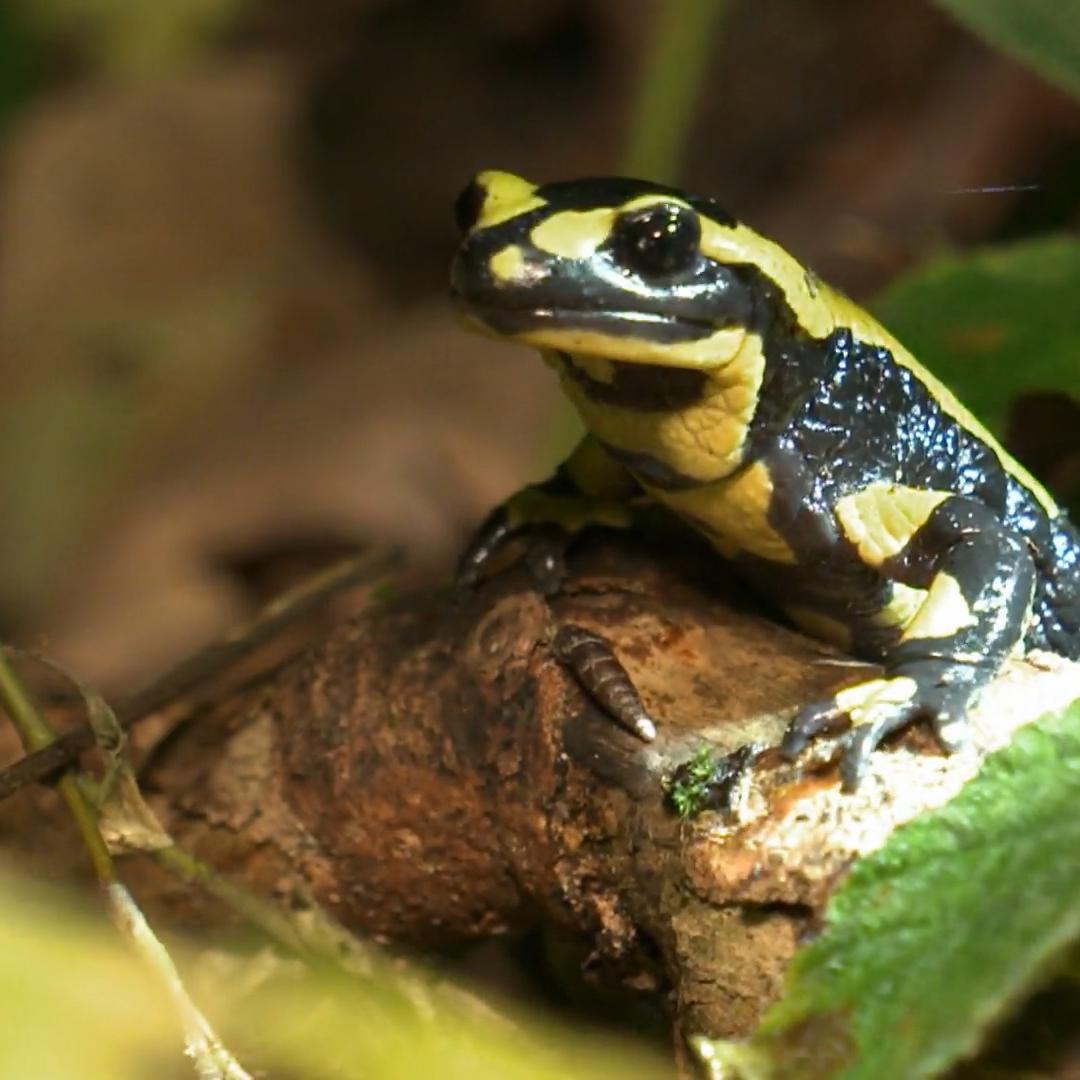 Kate zeigt, wie außergewöhnlich Feuersalamander sind