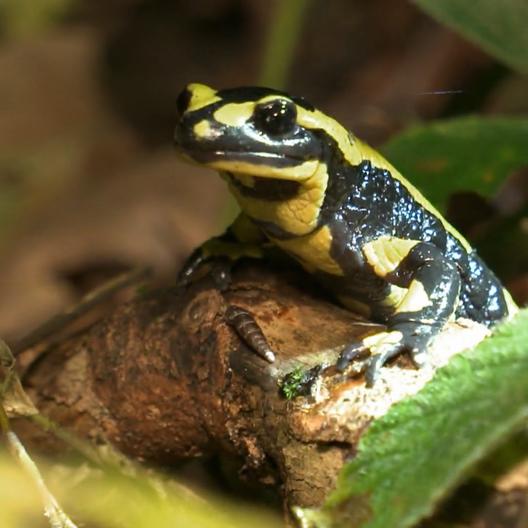 Dieser Pilz ist tödlich für den Feuersalamander
