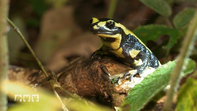 Kate zeigt, wie außergewöhnlich Feuersalamander sind