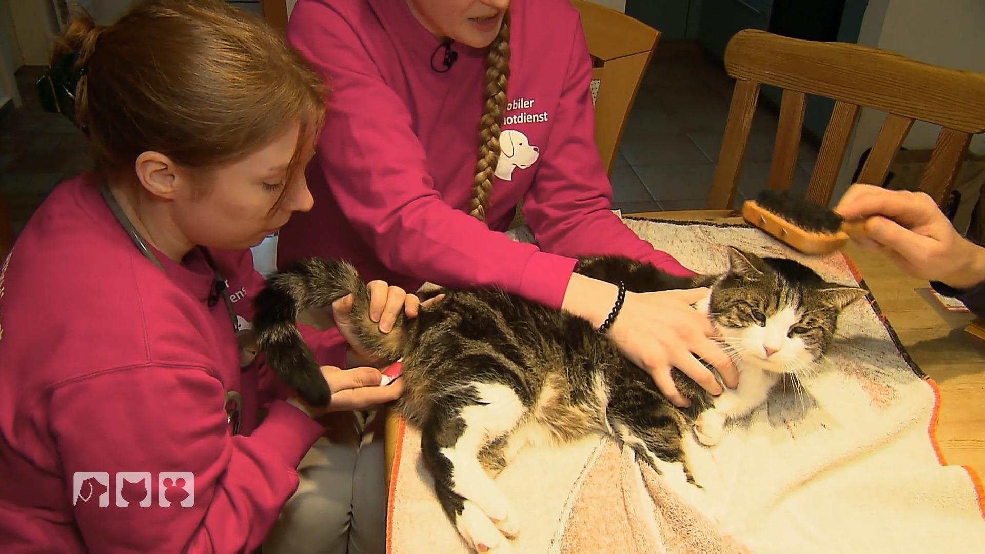 Kater in not – wie schlimm ist es?