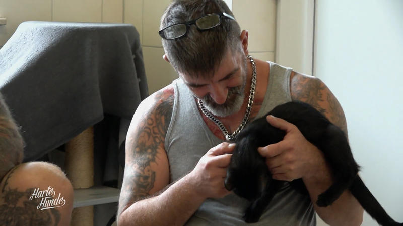 Kuscheln, damit Katzen Vertrauen lernen