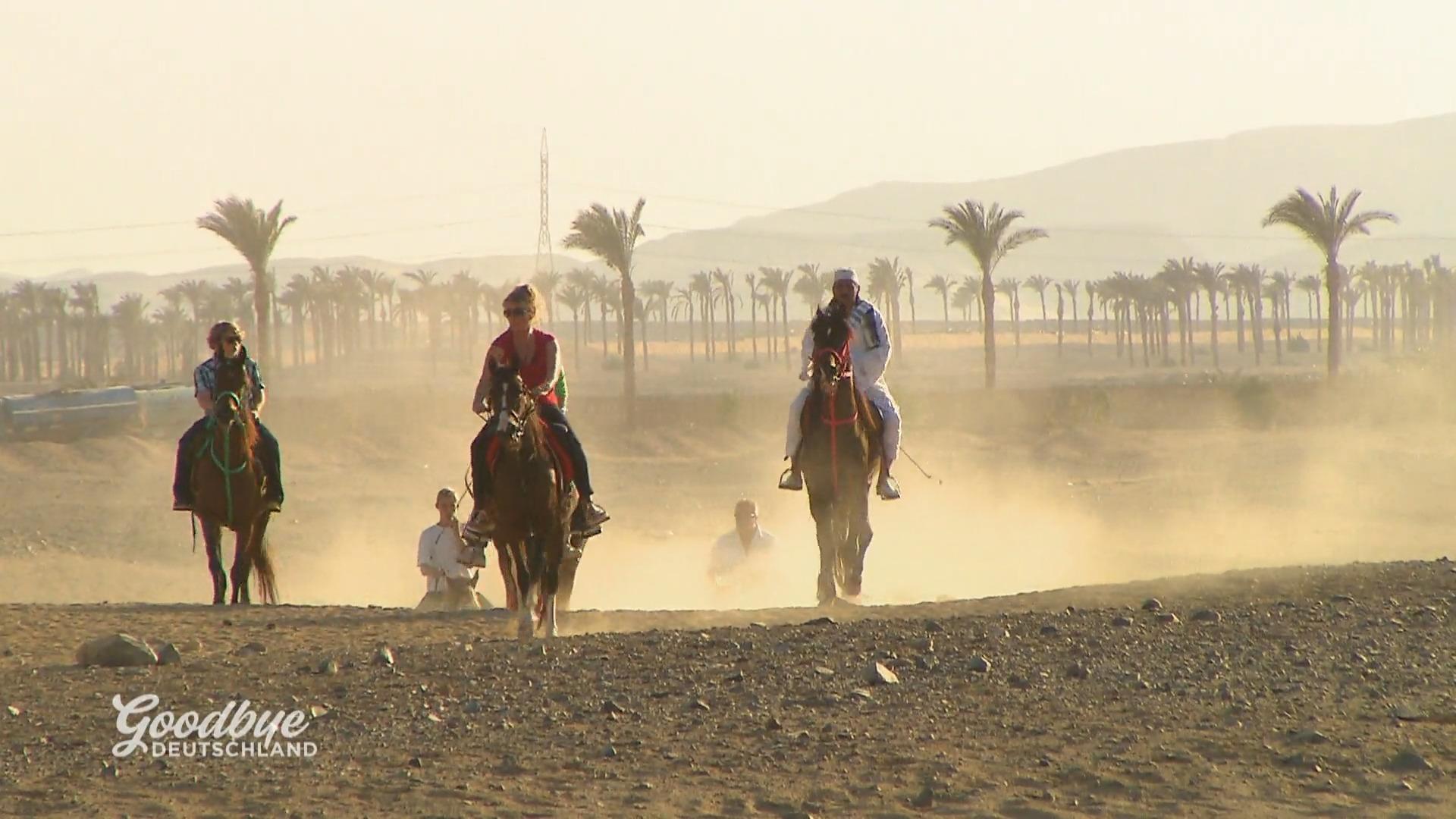Ein Pferd als Beschäftigung?