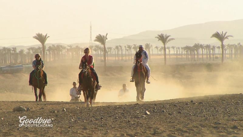 Ein Pferd als Beschäftigung?