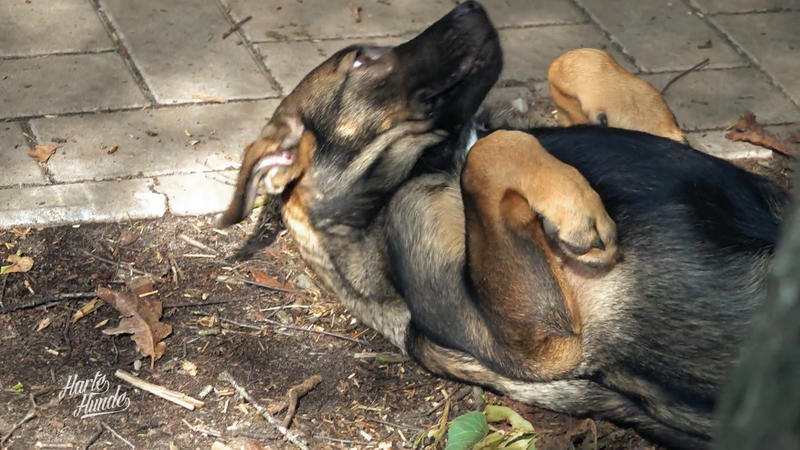 Neue Unterkünfte für Angsthunde