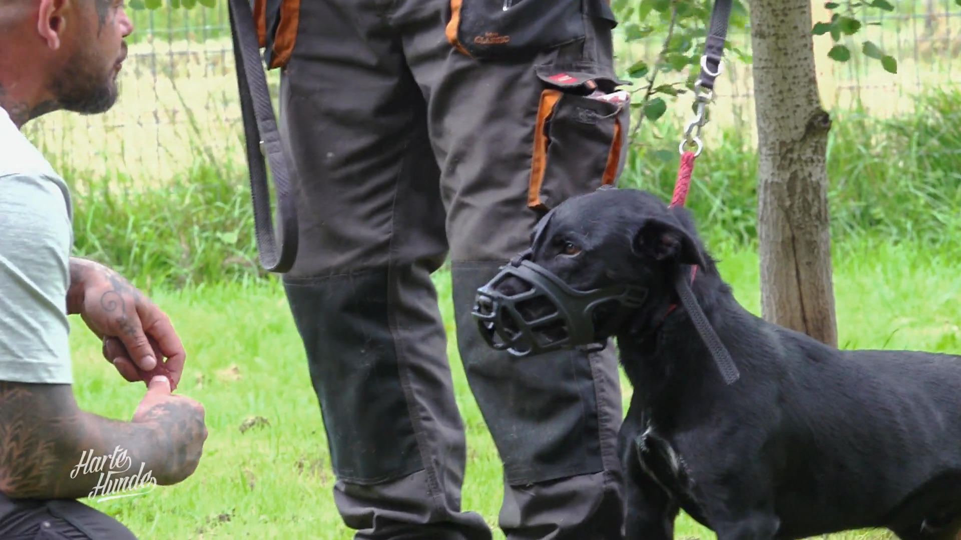 Steve trifft Ruffys Grenze