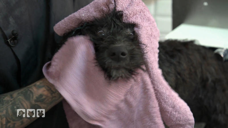 Föhnen und entfilzen mit Mattheo und Fridolin