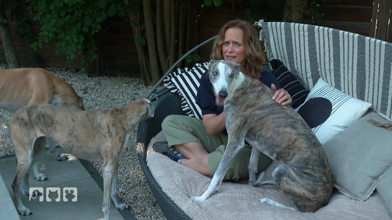 Warum Galgos Hilfe brauchen