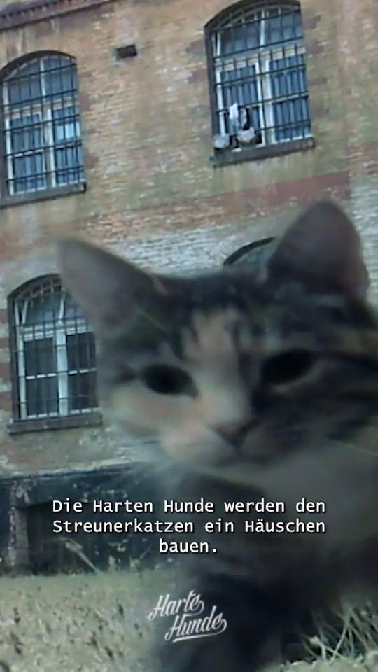 Die Harten Hunde gehen in den Knast