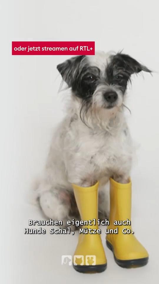 Mützen, Schals und Stiefel für Hunde?