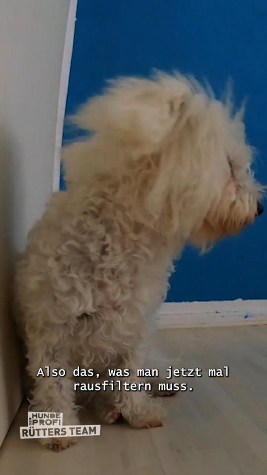 Ohne Frauchen geht hier nix