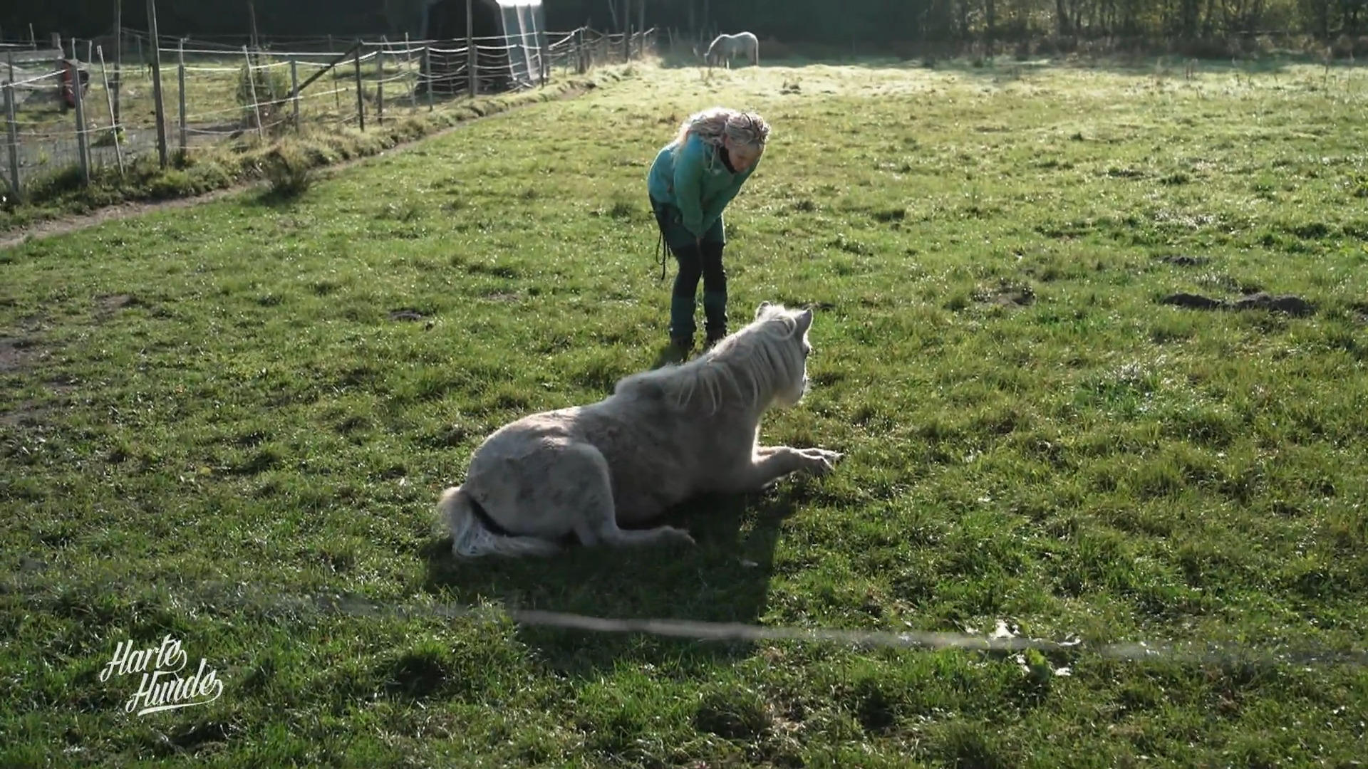 Pony Susi macht nicht mehr mit
