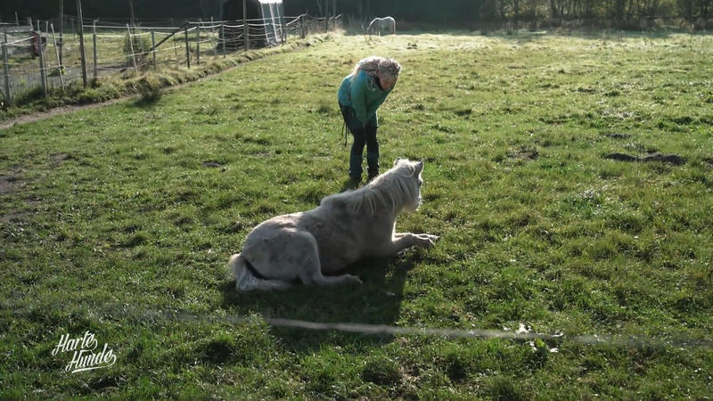 Pony Susi macht nicht mehr mit