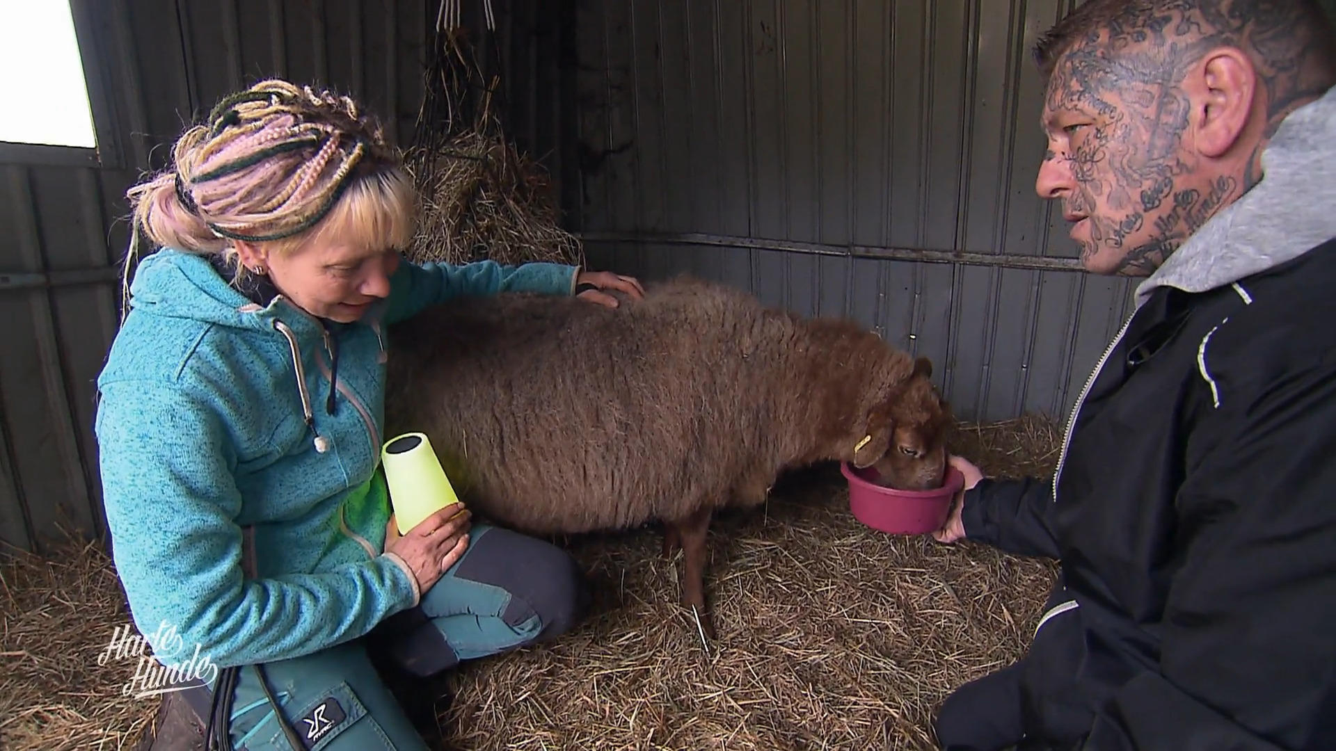 Schaf Alma bricht mit 17 Jahren alle Rekorde